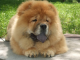 Čau čau - 7mesačný pes z CHS Z levandulové stráňe